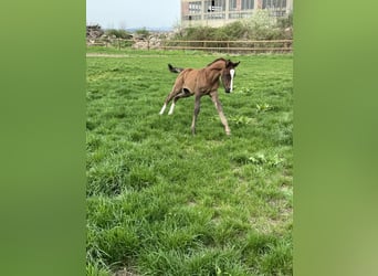 Duitse rijpony, Hengst, 1 Jaar, 148 cm, Donkere-vos