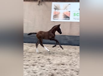 Duitse rijpony, Hengst, 1 Jaar, 148 cm, Donkere-vos