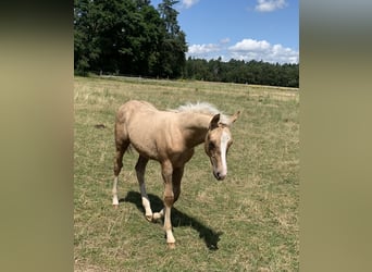 Duitse rijpony, Hengst, 1 Jaar, 148 cm