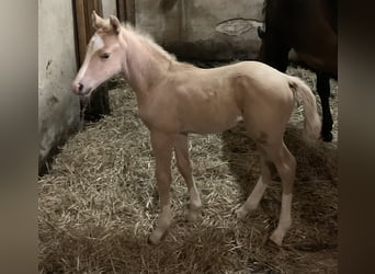 Duitse rijpony, Hengst, 1 Jaar, 148 cm