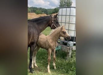 Duitse rijpony, Hengst, 1 Jaar, 148 cm