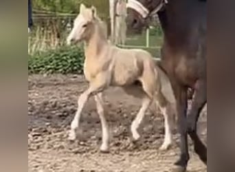 Duitse rijpony, Hengst, 1 Jaar, 148 cm