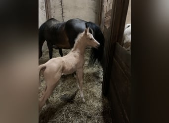 Duitse rijpony, Hengst, 1 Jaar, 148 cm