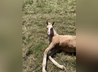 Duitse rijpony, Hengst, 1 Jaar, 148 cm