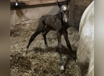 Duitse rijpony, Hengst, 1 Jaar, 148 cm