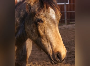 Duitse rijpony, Hengst, 1 Jaar, 148 cm, Falbe