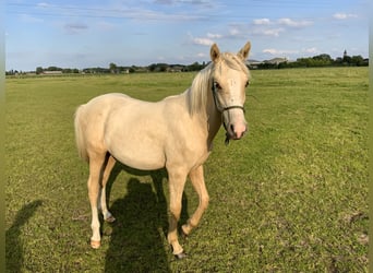 Duitse rijpony Mix, Hengst, 1 Jaar, 148 cm, Palomino