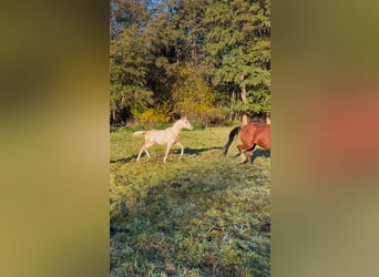 Duitse rijpony, Hengst, 1 Jaar, 148 cm, Palomino