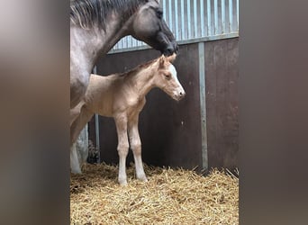 Duitse rijpony, Hengst, 1 Jaar, 148 cm, Red Dun