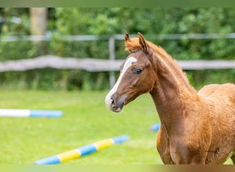 Duitse rijpony, Hengst, 1 Jaar, 148 cm, Vos