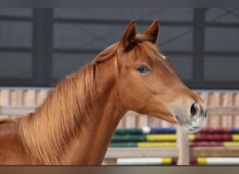 Duitse rijpony, Hengst, 1 Jaar, 148 cm, Vos