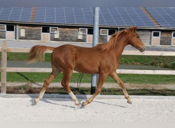 Duitse rijpony, Hengst, 1 Jaar, 148 cm, Vos