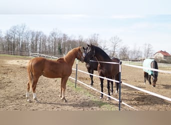 Duitse rijpony, Hengst, 1 Jaar, 148 cm, Vos