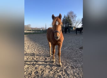 Duitse rijpony Mix, Hengst, 1 Jaar, 148 cm, Vos