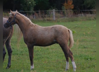 Duitse rijpony, Hengst, 1 Jaar, 150 cm, Palomino