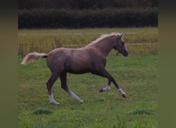 Duitse rijpony, Hengst, 1 Jaar, 150 cm, Palomino