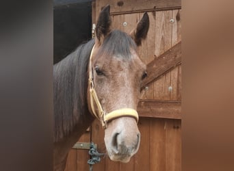 Duitse rijpony, Hengst, 1 Jaar, 150 cm, Schimmel