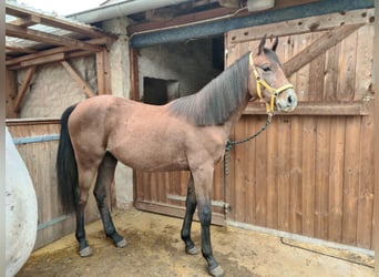 Duitse rijpony, Hengst, 1 Jaar, 150 cm, Schimmel