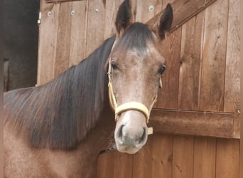 Duitse rijpony, Hengst, 1 Jaar, 150 cm, Schimmel