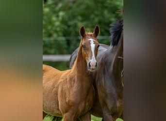 Duitse rijpony, Hengst, 1 Jaar, 150 cm, Vos