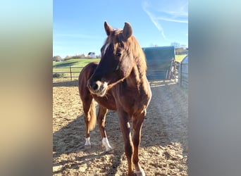 Duitse rijpony, Hengst, 1 Jaar, 155 cm, Donkere-vos