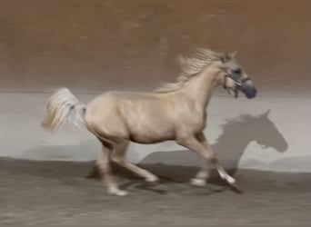 Duitse rijpony, Hengst, 1 Jaar, 155 cm, Palomino