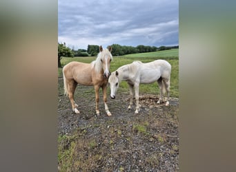 Duitse rijpony, Hengst, 1 Jaar, 155 cm, Palomino