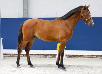 Duitse rijpony, Hengst, 1 Jaar, Bruin