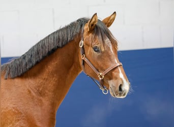 Duitse rijpony, Hengst, 1 Jaar, Bruin