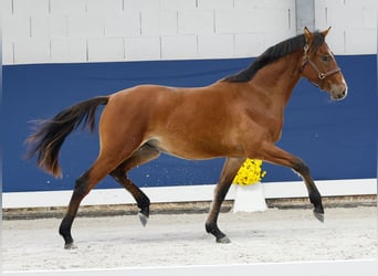 Duitse rijpony, Hengst, 1 Jaar, Bruin