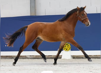 Duitse rijpony, Hengst, 1 Jaar, Bruin