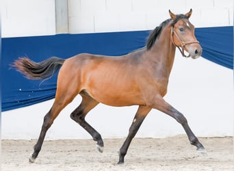 Duitse rijpony, Hengst, 1 Jaar, Bruin