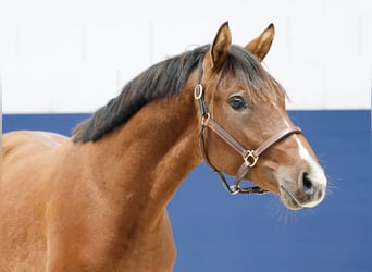 Duitse rijpony, Hengst, 1 Jaar, Bruin