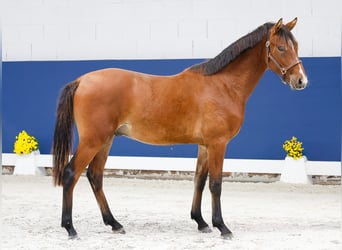 Duitse rijpony, Hengst, 1 Jaar, Bruin