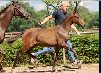 Duitse rijpony, Hengst, 1 Jaar, Bruin