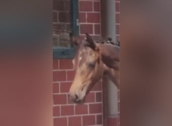 Duitse rijpony, Hengst, 1 Jaar, Bruin