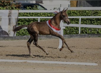 Duitse rijpony, Hengst, 1 Jaar, Buckskin