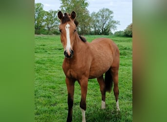 Duitse rijpony, Hengst, 1 Jaar, Buckskin