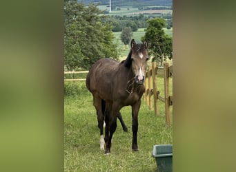 Duitse rijpony, Hengst, 1 Jaar, Buckskin