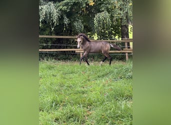 Duitse rijpony, Hengst, 1 Jaar, Buckskin