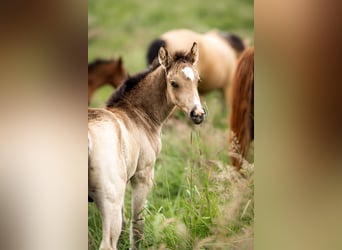 Duitse rijpony, Hengst, 1 Jaar, Buckskin