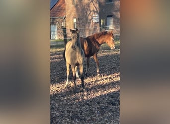 Duitse rijpony, Hengst, 1 Jaar, Buckskin