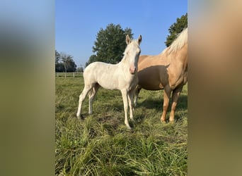 Duitse rijpony, Hengst, 1 Jaar, Cremello