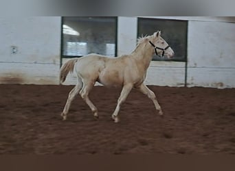 Duitse rijpony, Hengst, 1 Jaar, Cremello