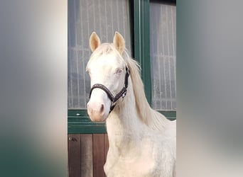 Duitse rijpony, Hengst, 1 Jaar, Cremello