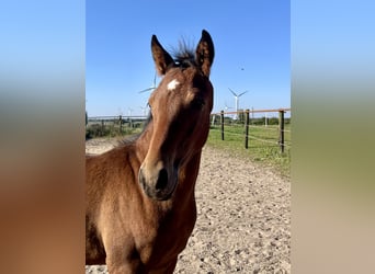 Duitse rijpony, Hengst, 1 Jaar, Donkerbruin