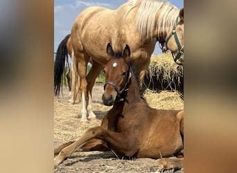 Duitse rijpony, Hengst, 1 Jaar, Donkerbruin