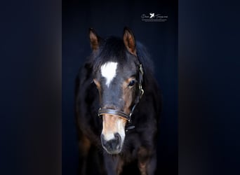 Duitse rijpony, Hengst, 1 Jaar, Donkerbruin