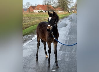 Duitse rijpony, Hengst, 1 Jaar, Donkerbruin