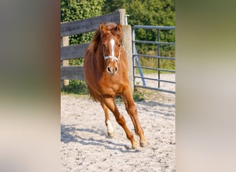 Duitse rijpony, Hengst, 1 Jaar, Donkere-vos